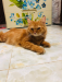 Persian female cat